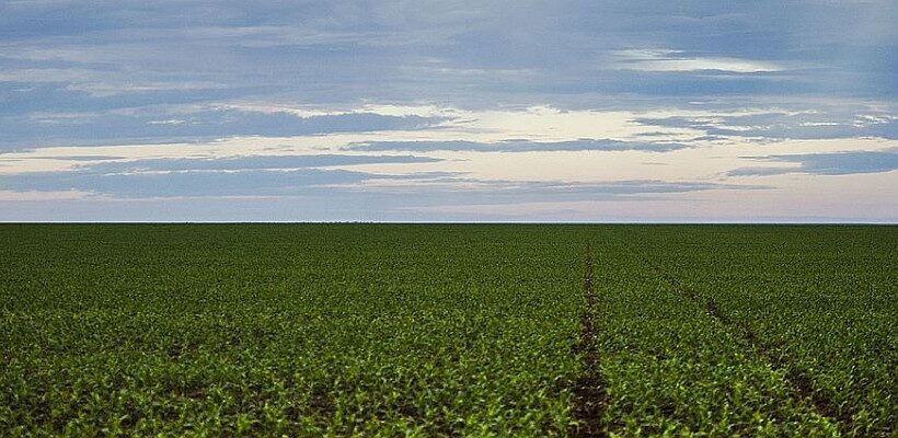 América do Sul terá área e produção de soja recordes na safra 2024/25