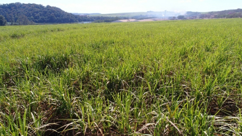 Imagem RGB de uma plantação de Cana de Açúcar