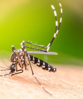 Drones, georreferenciamento e análise de dados no combate ao Aedes aegypti