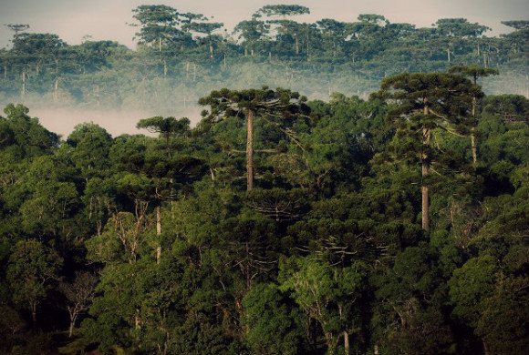 Fundação Grupo Boticário apoia o uso de Drones para conservação de araucárias