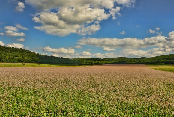 Lançamento: plataforma colaborativa para compartilhamento de informações agrícolas